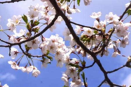 2012-5-8-桜戸田 045.jpg